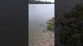 Sonntags am Rhein das Wasser steigt rhein wasser sonntags shorts short [upl. by Deloria494]