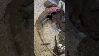 Northern caiman lizardLizardSpecies Reptileslizardshorts [upl. by Yerffoeg75]