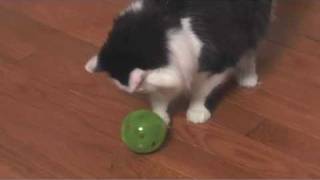 PetSafe SlimCat Interactive Cat Feeder Ball [upl. by Ahselet]