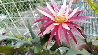 Epiphyllum anguliguer RIC RAC 21112024 1932 hs [upl. by Euqinamod975]