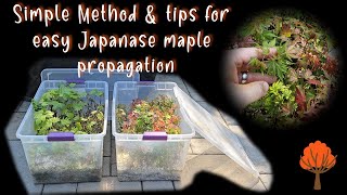 Simple Method amp Tips for Easy Japanese Maple Propagation [upl. by Lidia]