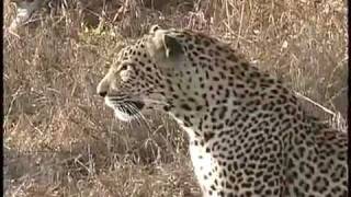 a leopard catches a warthog and slowly kills it [upl. by Alled]