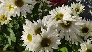 Chrysanthemen Gerbera winterhart Pflanzen im Topf nicht Neuzüchtungen Blume Freiland überwintern [upl. by Oemor342]