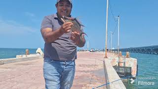 PESCA EN MUELLE CHOCOLATE progreso yucatan [upl. by Leirua231]