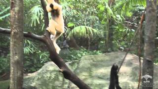 Gibbons in Full Swing [upl. by Aloz]