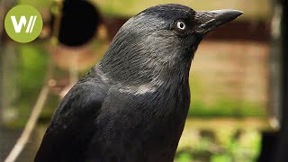 Ravens and crows  the most intelligent birds in the world animal documentary in HD [upl. by Lyndsie]