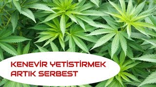 YETİŞTİRMEK ARTIK SERBEST VE KAZANÇLI [upl. by Anilys]