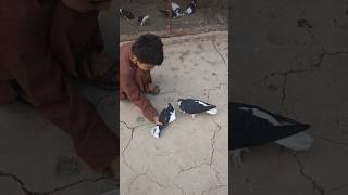 Shirazi Kabootar Aur Shirazi Kabootar ki apni mada 👍♥️shorts shortfeed pigeon kabootar viral [upl. by Blalock]