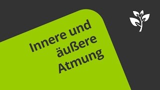 Die innere und äußere Atmung  eine Erklärung  Biologie  Humanbiologie [upl. by Grimona]