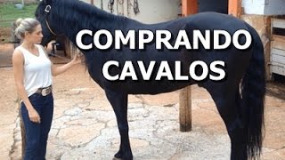 Dicas simples para comprar um cavalo [upl. by Telrats652]