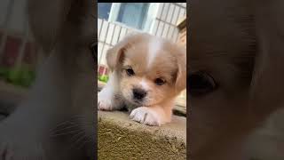 A cute growling dog Cutepets Beautful moment 1008  shortcute pets [upl. by Hajan911]