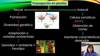 Propagación vegetativa P1 [upl. by Trilbie82]