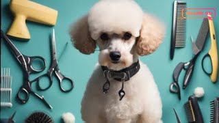 Poodle Grooming  How to Groom a poodle✂️🐕 AtHome Teddy Bear Groom Tutorial ❤️pets dogs [upl. by Eatnad610]