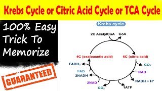 Easy Trick to learn Krebs Cycle TCA or Citric Acid Cycle NEET AIIMS NCERT  Learning With Khan [upl. by Pazice]