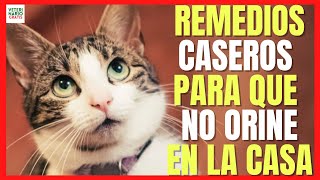 ✅ REMEDIOS CASEROS PARA QUE EL GATO NO SE ORINE EN LA CASA ✅ SOFÁ COLCHÓN [upl. by Alrick]