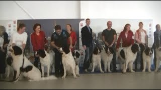 Landseer European Continetal Type at Euro dog show 2018 Warsaw [upl. by Anirbaz95]