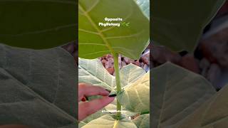 Opposite Phyllotaxy 🌱 neet2025 neetbiology morphologyoffloweringplants youtubeshorts [upl. by Guevara896]