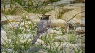 Pasari din Romania 150 specii  European birds in the wild 150 species Romania [upl. by Cawley]