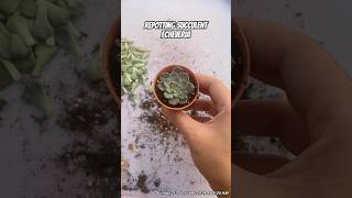 repotting echeveria propagation [upl. by Tilney]