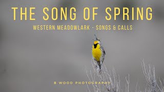 Songs and Calls of the Western Meadowlark 🎼 [upl. by Orag150]