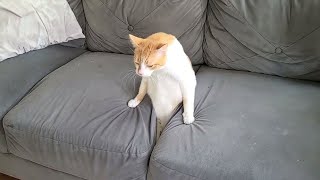 Funny Cat Videos of 2024 😍 Try not to laugh [upl. by Anirpas381]