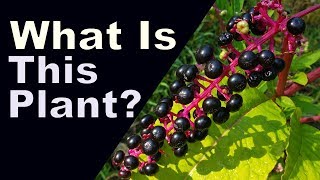 Identification of Pokeweed  and toxicityedibility [upl. by Nnep]