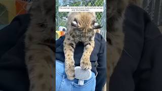 This woman rescued a poor bobcat from a trap and this happened animalshorts shortvideo [upl. by Jourdain]