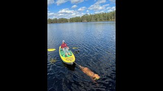 Announcing the First Water Dog Olympics [upl. by Sheeb]