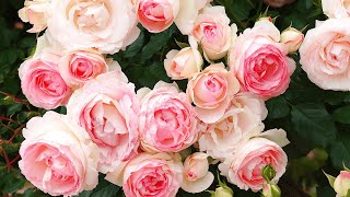 Relaxing Music French Pink Roses  Eternal Elegance with Beautiful Flowers in 4K Nature [upl. by Artenak278]