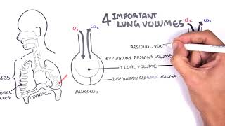 Lung Function  Lung Volumes and Capacities [upl. by Annawyt]