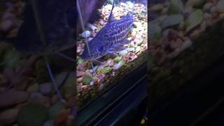 My full grown Pictus Catfish [upl. by Kalle584]