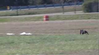 French Bulldog Running in Lure Coursing [upl. by Kinch]