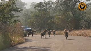 Spotted On The Road Hyena Clan Meet Up [upl. by Donell624]