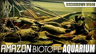 AMAZON BIOTOPE AQUARIUM biotopeaquarium amazon [upl. by Stalder172]