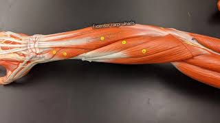 Muscles of the Forearm [upl. by Sayed827]