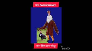 Fancy dress competition idea Red Headed vulture easy lines  short video [upl. by Mcnair148]