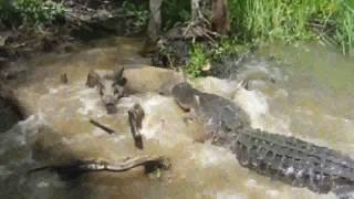 TURISTAS JOGAM PORCO VIVO AO CROCODILO  CENAS FORTES borgadaw bombacuriosa [upl. by Margareta42]