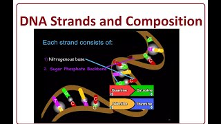 DNA strands and Compositions  2024 [upl. by Eirak]