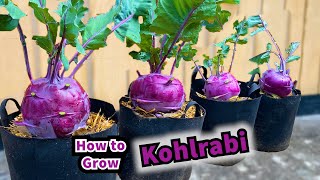 How to grow Kohlrabi at home  Seed to Harvest [upl. by Nahtad]