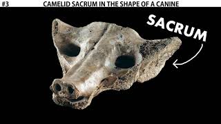 Camelid Sacrum in the Shape of a Canine [upl. by Adiaros]