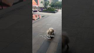 He Peed Every Corner pomeranian dog pets dogantics doglover outdoor walking [upl. by Ydnik]