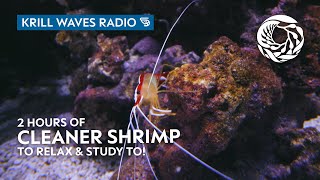 2 Hours of Cleaner Shrimp to RelaxStudy  Lofi Hip Hop  Monterey Bay Aquarium Krill Waves Radio [upl. by Sinnel]