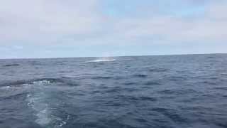 Flying Mako round 2 500 pound mako shark on the fly rod [upl. by Anibla]