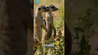 Meerkat  wildlife creature animals wildlife shots [upl. by Denbrook]