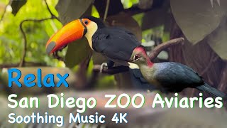 RELAX San Diego Zoo Aviary Birds 4K [upl. by Enitsirhk]