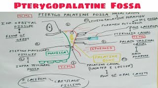 Pterygopalatine Fossa  Part 1  Diagram  Head and Neck Anatomy  TCML [upl. by Rehsu]