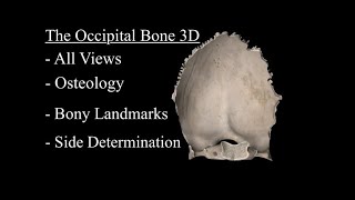 The Occipital Bone Anatomy 3D Parts Landmarks and Explanation [upl. by Ingvar722]