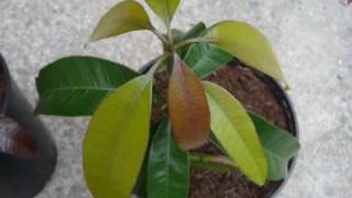 Mango growing from seed in Ireland update [upl. by Lairret]