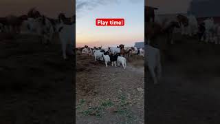 Weanlings love playing on the manure pile in the evening goats goatfarming [upl. by Karlow]