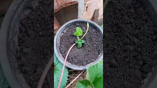 How To grow Propagate Strawberry  Best Technique [upl. by Azilem]